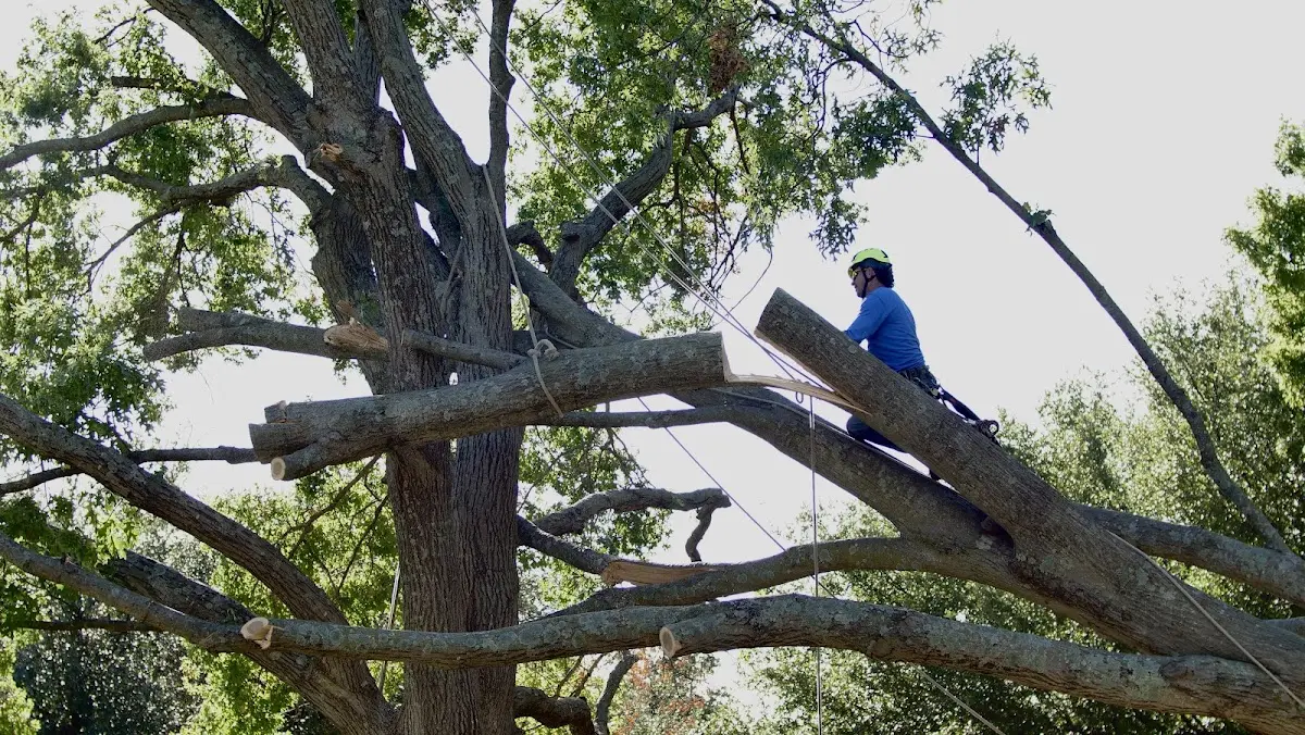 Professional Crown Thinning performed by certified arborists in Belfair
